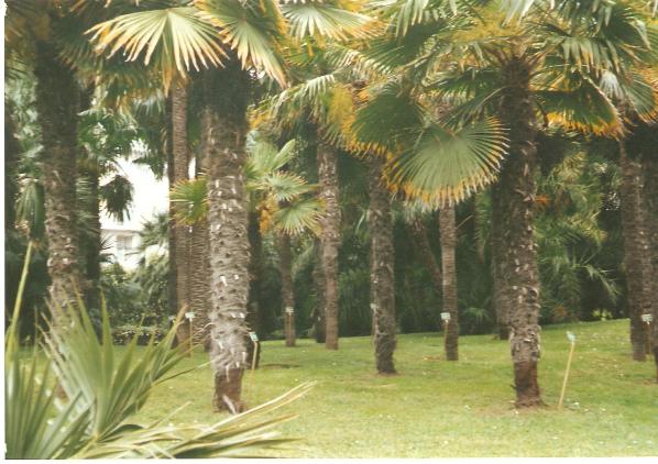 giardino botanico di napoli -25